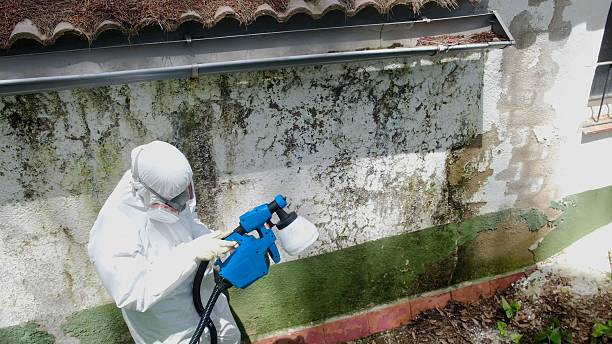 Top rated local Mold Remediation specialists in Grasonville, MD